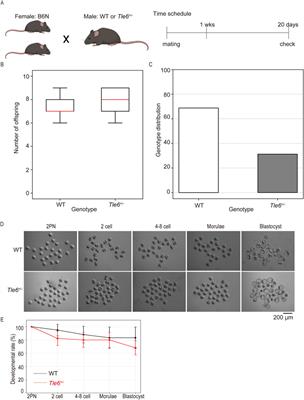 Tle6 deficiency in male mice led to abnormal sperm morphology and reduced sperm motility